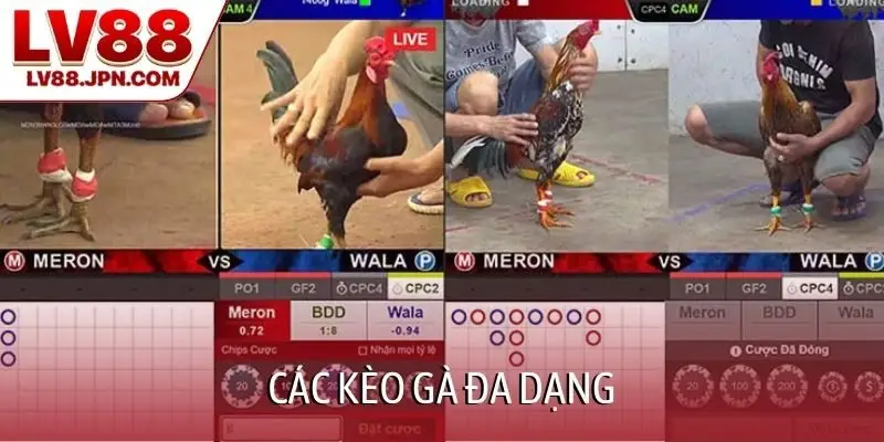 Các kèo gà đa dạng