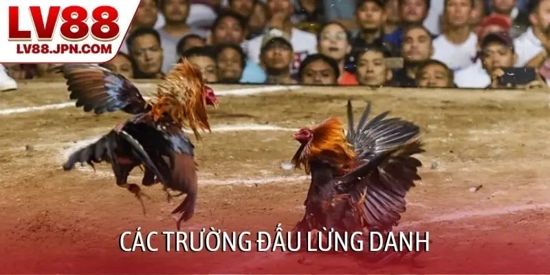 Các trường đấu lừng danh