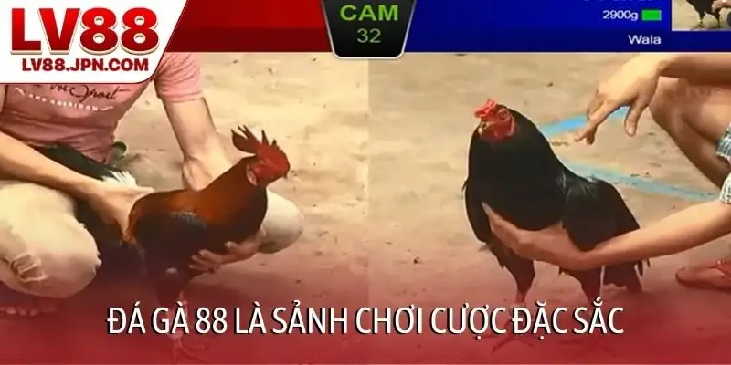 Đá gà 88 là sảnh chơi cược đặc sắc