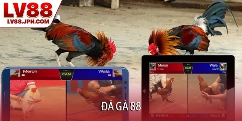 Đá gà 88