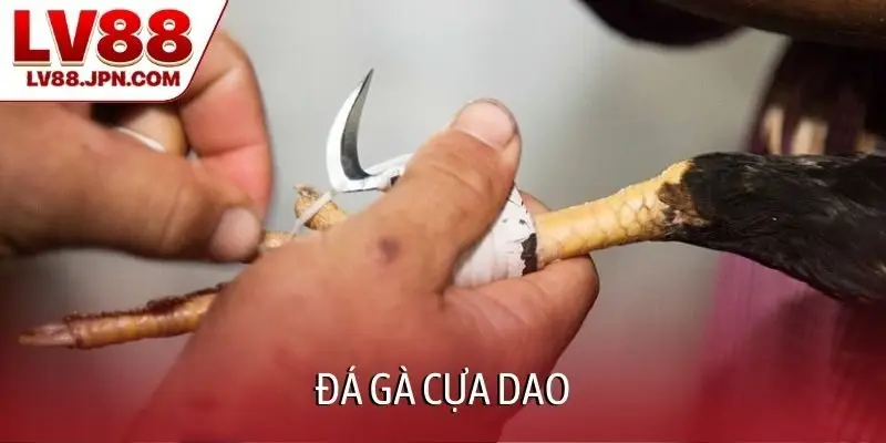 Đá gà cựa dao