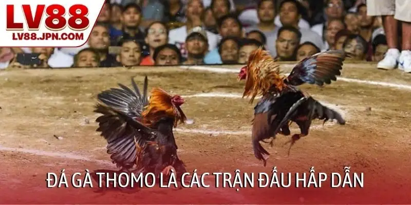 Đá gà Thomo là các trận đấu hấp dẫn
