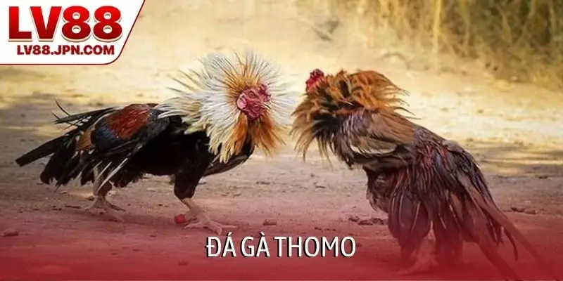 Đá gà Thomo