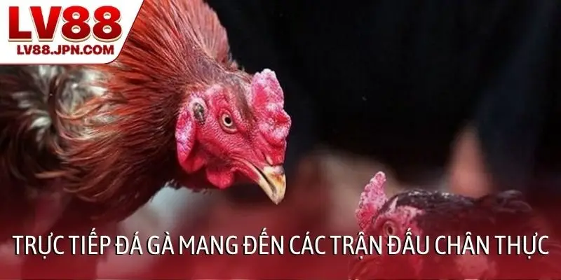 Trực tiếp đá gà mang đến các trận đấu chân thực